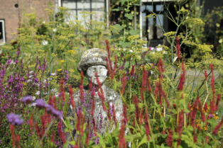 Snake-root and dill in the flower garden