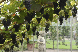 Grapes in the hothouse